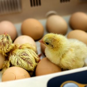 poultry hatching services harare