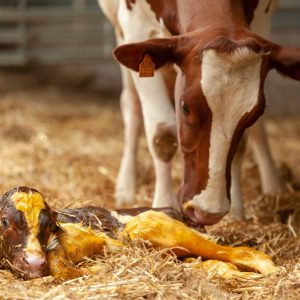Livestock Birth Assistance Zimbabwe