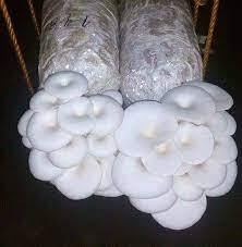 Oyster Mushroom for Sale Harare Zimbabwe