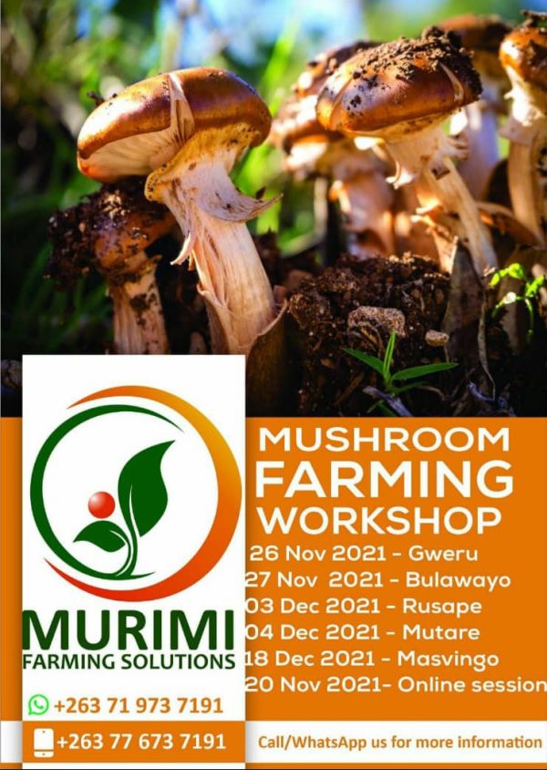 Mushroom Farming Training/Workshop Zimbabwe