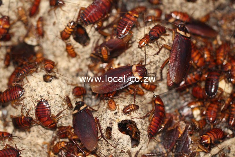 1564457cockroaches67_225619689264389_3413850643809404841_n