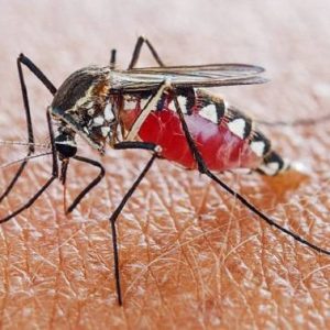 mosquito vector control harare