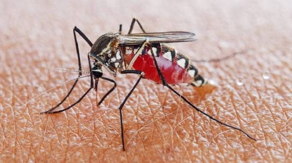 mosquito vector control harare