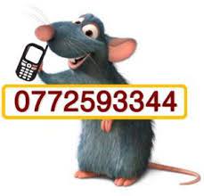 rodent extermination services harare