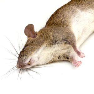 rodent control services Harare