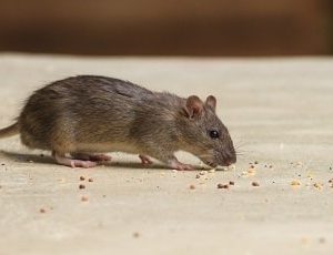 rodent elimination services harare