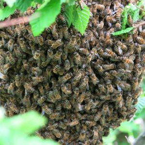 urgent bee removal harare